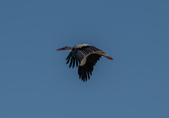 White Stork at Sewage pond - Sharm El-sheikh