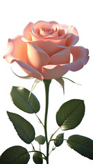 pink peach orang rose in white background