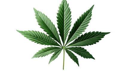 cannabis leaf isolated on white background 