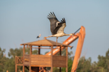 White Stork at Sewage pond - Sharm El-sheikh