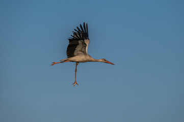 White Stork at Sewage pond - Sharm El-sheikh