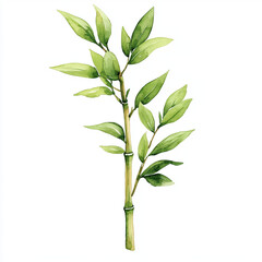 Obraz premium Watercolor illustration of single thin bamboo stalk with vibrant green leaves, showcasing beauty of nature and tranquility