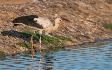 White Stork at Sewage pond - Sharm El-sheikh