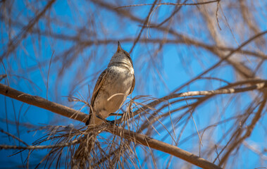Female Red-backed shrike