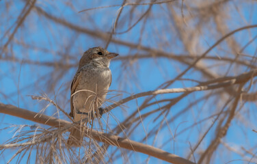 Female Red-backed shrike