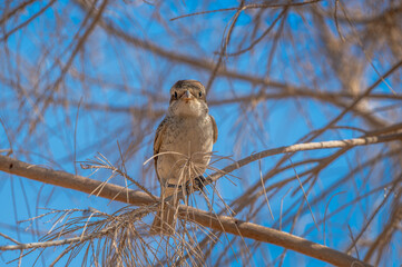 Female Red-backed shrike