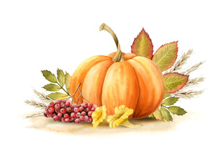 Watercolor orange pumpkin with rowanberries, yellow chanterelles, wheat and leaves watercolor isolated illustration. Realistic fall harvest design. Autumn ripe vegetable drawing for Thanksgiving