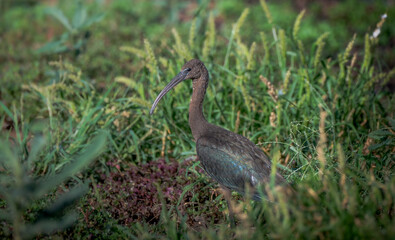 glossy ibis (Plegadis falcinellus)