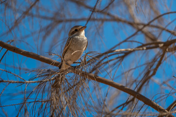 Female Red-backed shrike