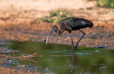 glossy ibis (Plegadis falcinellus)