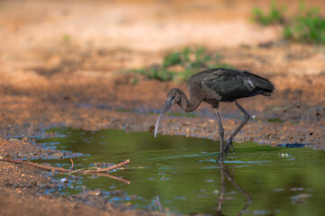 glossy ibis (Plegadis falcinellus)