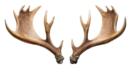 Deer Antlers Isolated on Transparent Background.