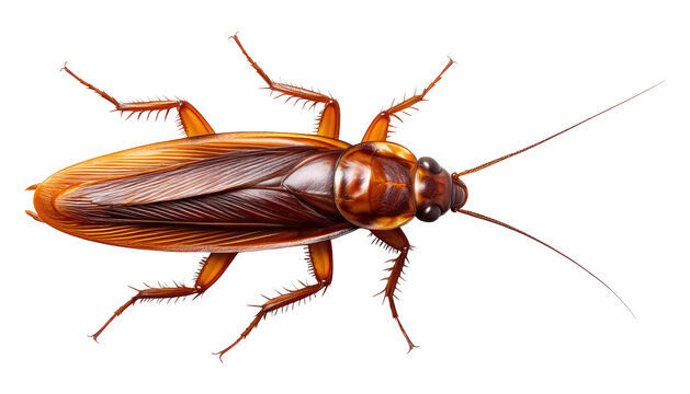 Cockroach Isolated on Transparent Background. - Powered by Adobe