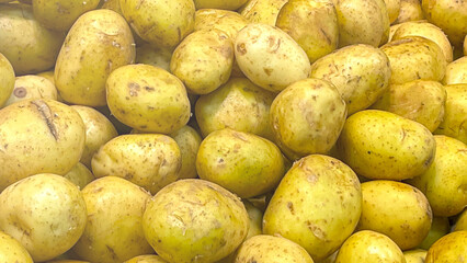 A pile of yellow potatoes. The potatoes are all different sizes and shapes. They are piled on top of each other, creating a visually interesting and colorful scene