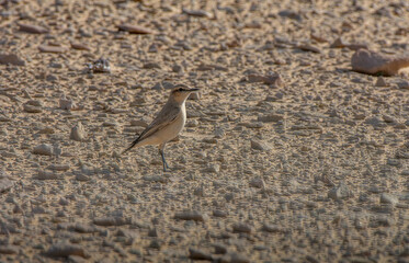 Isabelline Wheatear Oenanthe isabellina