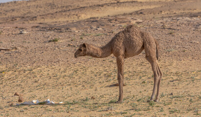 Arabian Camel