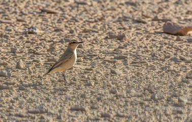 Isabelline Wheatear Oenanthe isabellina