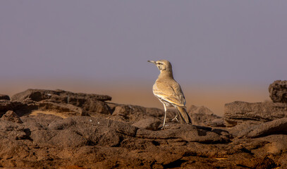 Greater hoopoe-lark in Saudi desert