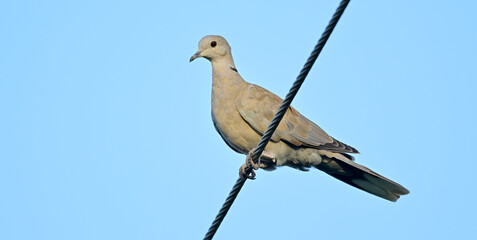 Türkentaube // Collared dove (Streptopelia decaocto)