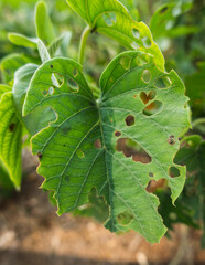 Close-up of green leaves with holes due to pest attack. Green leaves eaten by beetles