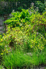 Vegetable patch in the garden with chives, gooseberries, borage and rhubarb