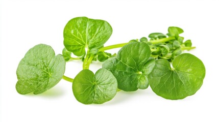 Obraz premium Fresh Watercress Leaves Isolated on White Generative AI