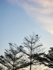 Green leaves against a blue sky background. Copy space for text. Nature landscape background.
