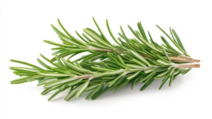Fototapeta premium Fresh Rosemary Sprigs Isolated on White Background Generative AI