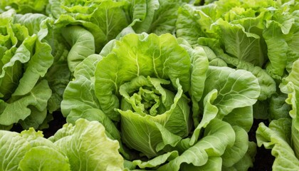  Freshly harvested green leafy vegetables