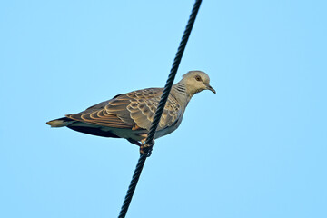 Turteltaube // Turtle Dove (Streptopelia turtur)