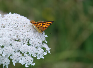 Monarch butterfly feeding on nectar of beautiful white flowers.