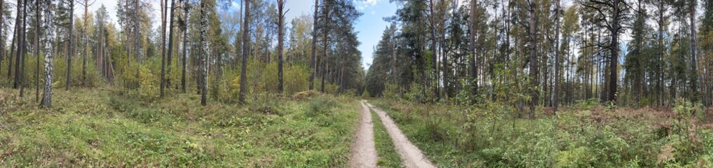 Autumn forest landscape cloudy day HDRI