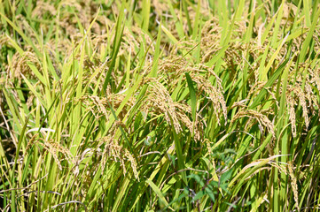 Korean traditional rice farming. Rice farming landscape in autumn. Rice field and the sky in, Gimpo-si, Gyeonggi-do,Republic of Korea.