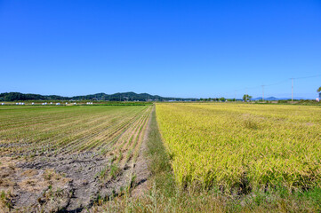 Korean traditional rice farming. Rice farming landscape in autumn. Rice field and the sky in, Gimpo-si, Gyeonggi-do,Republic of Korea.