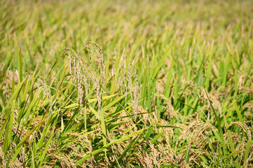 Korean traditional rice farming. Rice farming landscape in autumn. Rice field and the sky in, Gimpo-si, Gyeonggi-do,Republic of Korea.