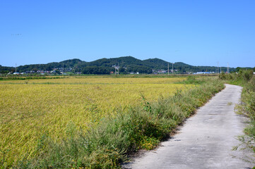 Korean traditional rice farming. Rice farming landscape in autumn. Rice field and the sky in, Gimpo-si, Gyeonggi-do,Republic of Korea.