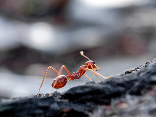 Close up of a red weaver ant on a white rope.Defocused of image background,with blurred background 