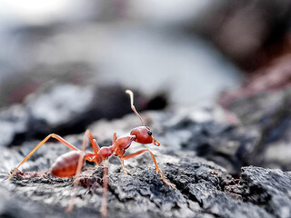 Close up of a red weaver ant on a white rope.Defocused of image background,with blurred background 