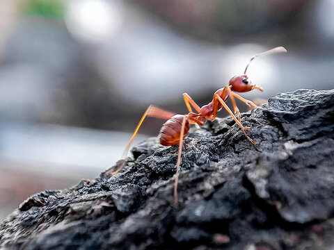 Close up of a red weaver ant on a white rope.Defocused of image background,with blurred background 