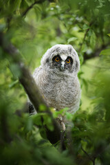 Young Long-eared owl with orange eyes nestled in green foliage