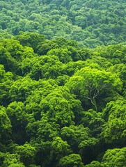 Lush green forest canopy from above