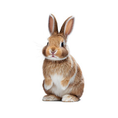 Obraz premium Adorable brown rabbit sitting upright on transparent background