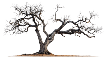 Dead and dry tree isolated on transparent background.