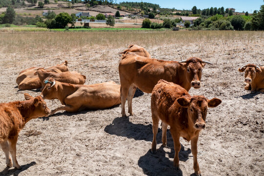 Serenidade rural com gado jovem no pasto num dia de ver&atilde;o e com o pasto seco