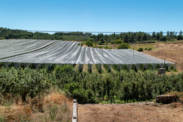 Pomar de macieiras com rede de proteção, uma inovação agrícola para melhoria da colheita