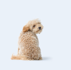 Lovely Poodle sitting and looking back at camera