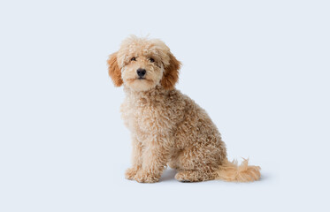 Cute Poodle looking at camera