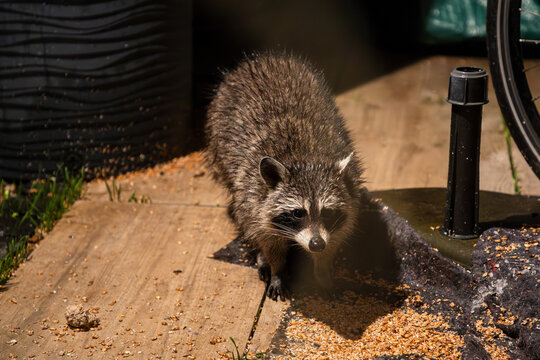 Waschb&auml;r