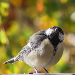 titmouse portrait on a tree branch close up.