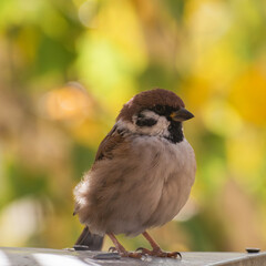 Sparrow portrait on a tree branch close up.